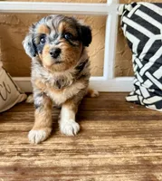 Skye- Tiny Toy , a female Miniature Aussiedoodle for sale in Spring Hill, FL – 6 of 10