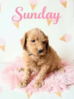 Sundae, a female Goldendoodle for sale in Spring Hill, FL – 5 of 10