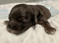 Echo , a male Cavapoo for sale in Spring Hill, FL – 4 of 10
