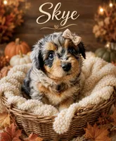 Skye- Tiny Toy , a female Miniature Aussiedoodle for sale in Spring Hill, FL – 2 of 10