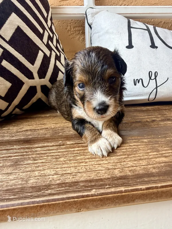 Sable. (Toy) – Toy Australian Shepherd, Miniature Aussiedoodle puppy for sale in Spring Hill, FL