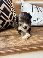 Sable. (Toy), a female Toy Australian Shepherd and Miniature Aussiedoodle for sale in Spring Hill, FL – 1 of 10
