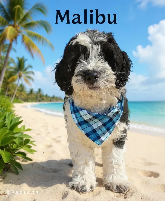 Malibu – Cockapoo, Cocker Spaniel puppy for sale in Spring Hill, FL