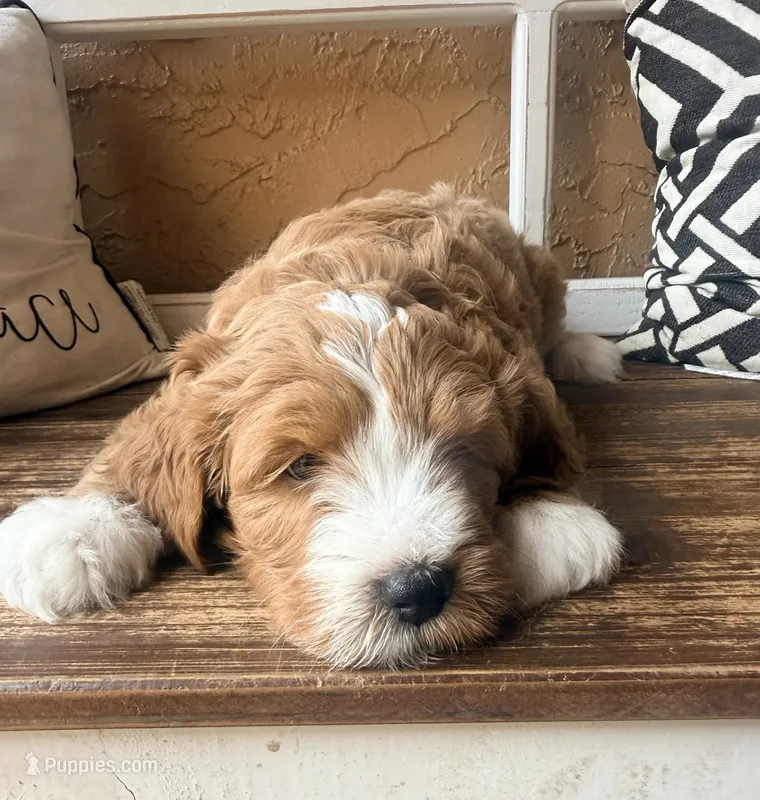 Cruz – Miniature Bernedoodle, Miniature Goldendoodle puppy for sale in Spring Hill, FL