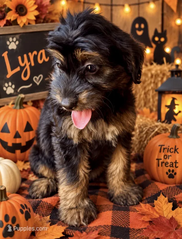 Lyra – Miniature Bernedoodle, Miniature Aussiedoodle puppy for sale in Spring Hill, FL