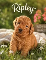Ripley , a male Miniature Goldendoodle for sale in Spring Hill, FL – 4 of 4
