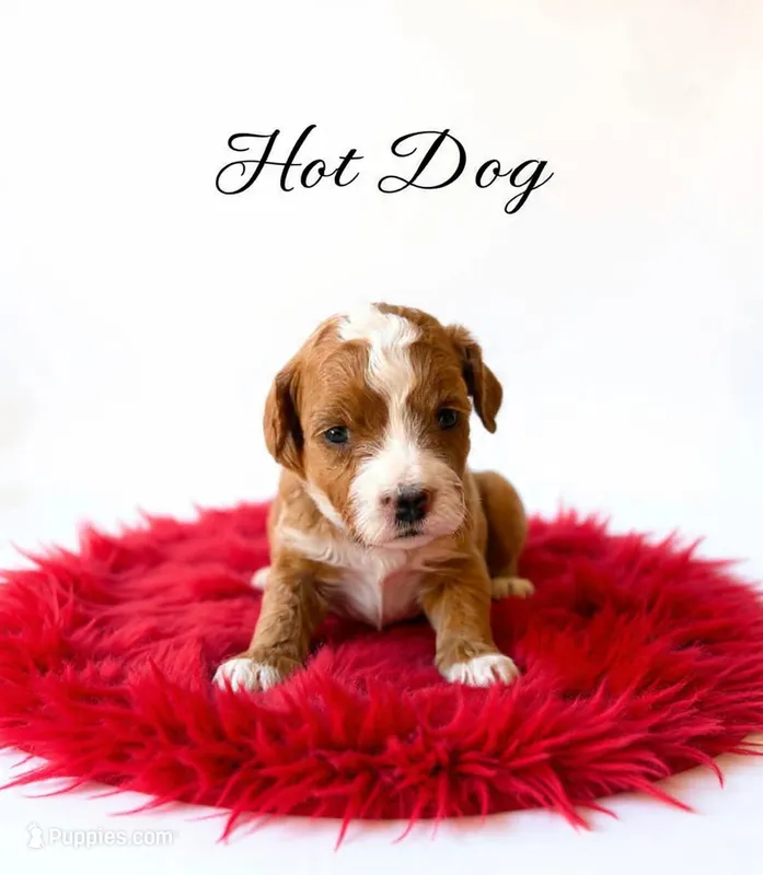Hot dog Micro Mini – Miniature Goldendoodle puppy for sale in Spring Hill, FL