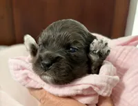 Ella, a female Cavapoo for sale in Spring Hill, FL – 8 of 10