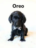 Oreo, a male Goldendoodle for sale in Spring Hill, FL – 2 of 10