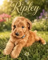 Ripley , a male Miniature Goldendoodle for sale in Spring Hill, FL – 2 of 4