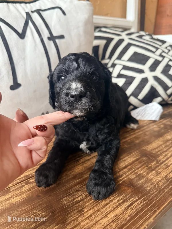 Reagan – Miniature Bernedoodle puppy for sale in Spring Hill, FL
