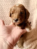 Koa (red) , a male Miniature Goldendoodle for sale in Port Richey, FL – Photo 3 of 10