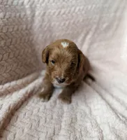 Koa (red) , a male Miniature Goldendoodle for sale in Port Richey, FL – Photo 5 of 10