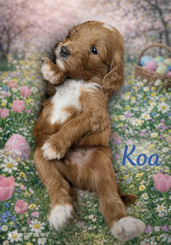 Koa (red)  – Miniature Goldendoodle puppy for sale in Port Richey, FL