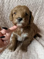 Koa (red) , a male Miniature Goldendoodle for sale in Port Richey, FL – Photo 10 of 10