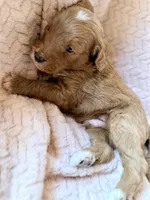 Koa (red) , a male Miniature Goldendoodle for sale in Port Richey, FL – Photo 9 of 10