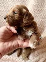 Koa (red) , a male Miniature Goldendoodle for sale in Port Richey, FL – Photo 8 of 10