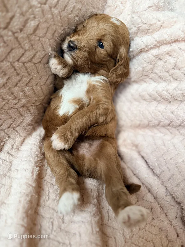 Koa (red)  – Miniature Goldendoodle puppy for sale in Port Richey, FL