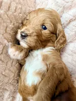Koa (red) , a male Miniature Goldendoodle for sale in Port Richey, FL – Photo 6 of 10