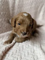 Koa (red) , a male Miniature Goldendoodle for sale in Port Richey, FL – Photo 7 of 10