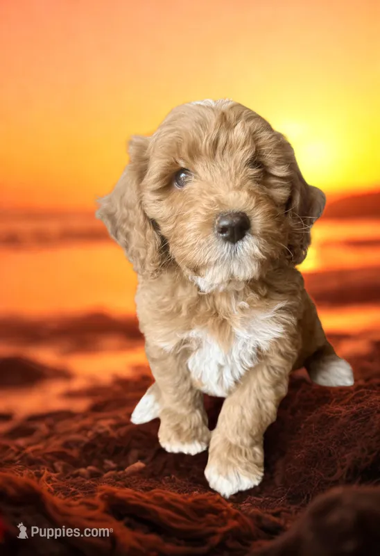 Koa (red)  – Miniature Goldendoodle puppy for sale in Port Richey, FL