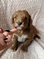 Koa (red) , a male Miniature Goldendoodle for sale in Port Richey, FL – Photo 2 of 10