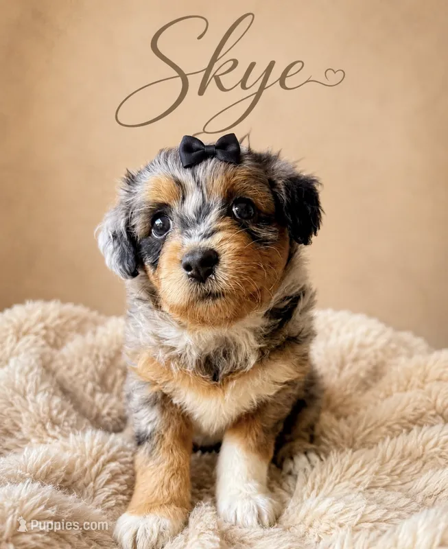 Skye-Toy  – Toy Australian Shepherd, Miniature Aussiedoodle puppy for sale in Spring Hill, FL