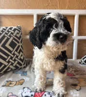 Malibu, a male Cockapoo and Cocker Spaniel for sale in Spring Hill, FL – 2 of 10