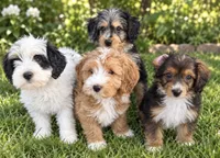 Clementine, a female Miniature Bernedoodle and Miniature Goldendoodle for sale in Spring Hill, FL – 5 of 10