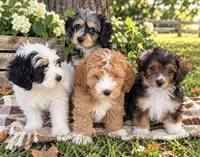Clementine, a female Miniature Bernedoodle and Miniature Goldendoodle for sale in Spring Hill, FL – 6 of 10