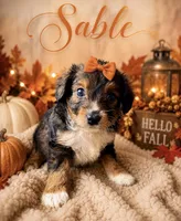 Sable. (Toy)/tiny), a female Toy Australian Shepherd and Miniature Aussiedoodle for sale in Spring Hill, FL – 3 of 10