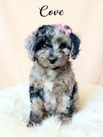 Mini Cove , a female Cockapoo for sale in Port Richey, FL – 5 of 10