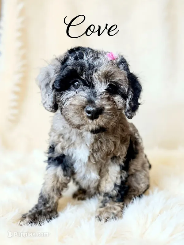 Mini Cove  – Cockapoo puppy for sale in Port Richey, FL