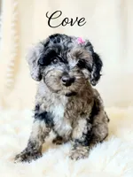 Mini Cove , a female Cockapoo for sale in Port Richey, FL – 1 of 10