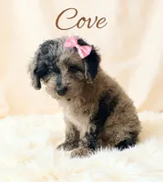 Mini Cove , a female Cockapoo for sale in Port Richey, FL – 6 of 10