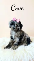 Mini Cove , a female Cockapoo for sale in Port Richey, FL – 8 of 10