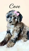 Mini Cove , a female Cockapoo for sale in Port Richey, FL – 9 of 10