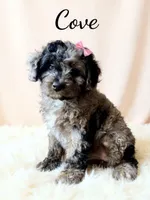 Mini Cove , a female Cockapoo for sale in Port Richey, FL – 7 of 10