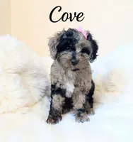 Mini Cove , a female Cockapoo for sale in Port Richey, FL – 4 of 10