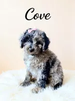 Mini Cove , a female Cockapoo for sale in Port Richey, FL – 2 of 10
