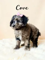 Mini Cove , a female Cockapoo for sale in Port Richey, FL – 3 of 10