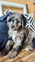 Mini Cove , a female Cockapoo for sale in Port Richey, FL – 10 of 10