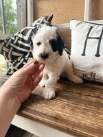 Coraline, a female Miniature Bernedoodle and Miniature Goldendoodle for sale in Spring Hill, FL – 7 of 10