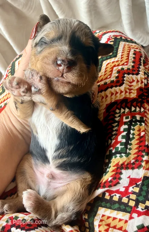 Sterling – Toy Australian Shepherd, Miniature Aussiedoodle puppy for sale in Spring Hill, FL