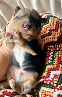 Sterling, a male Toy Australian Shepherd and Miniature Aussiedoodle for sale in Spring Hill, FL – 1 of 8