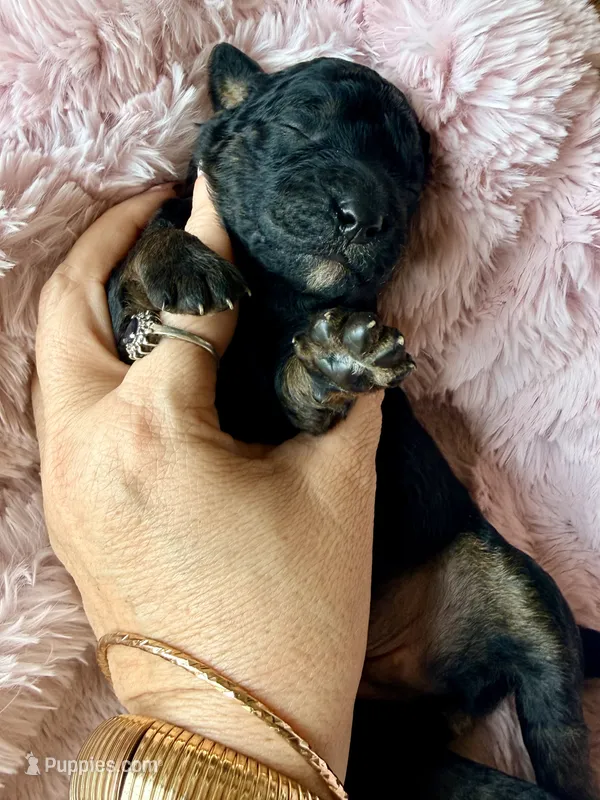Vega (pink)  – Miniature Bernedoodle, Miniature Aussiedoodle puppy for sale in Spring Hill, FL