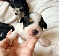 Shadow, a male Poodle - Toy  and Toy Australian Shepherd for sale in Spring Hill, FL – 9 of 9