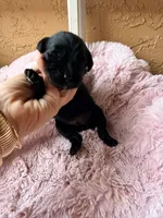 Astra, a female Miniature Bernedoodle and Miniature Aussiedoodle for sale in Spring Hill, FL – 7 of 8