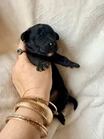 Jett , a male Miniature Bernedoodle and Miniature Aussiedoodle for sale in Spring Hill, FL – 10 of 10