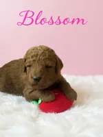 Blossom , a female Goldendoodle for sale in Port Richey, FL – 4 of 10